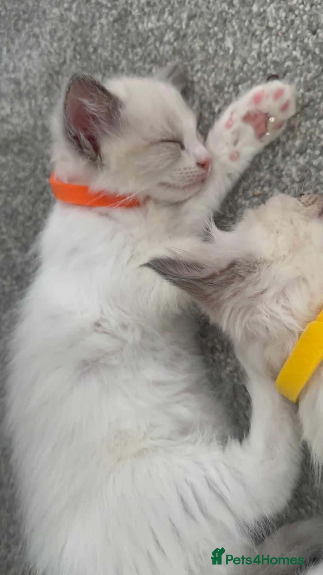 Ragdoll cats for sale: 🐾🌟Beautiful Ragdoll Kittens For Sale🌟 🐾  - Image 3