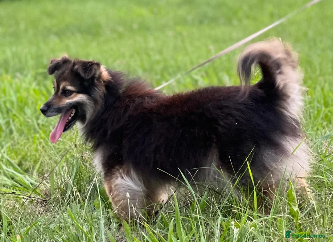 Border Collie dogs for adoption: MICKEY – Border Collie (Male) - Advert 4
