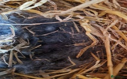 Rex rabbits for sale: Mini rex rabbits - Image 8
