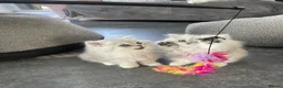 Persian cats for sale: Persian Kittens white and silver  - Advert 6