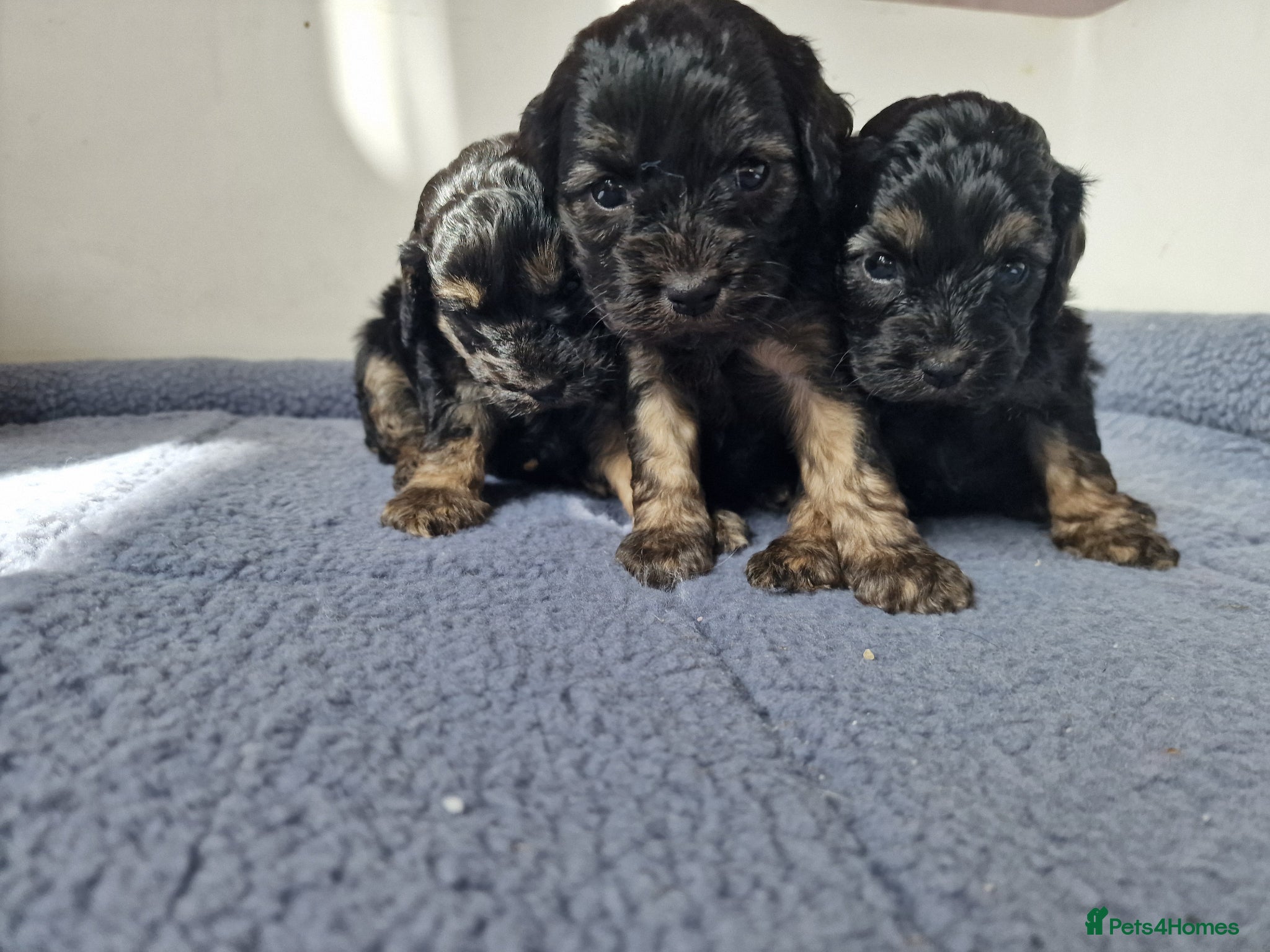 Cavapoo dogs Beautiful Champagne and Black Tan Cavapoo Pups - Advert 2