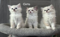 Ragdoll cats for sale: Attention🎈Rare Kitten  - Image 26