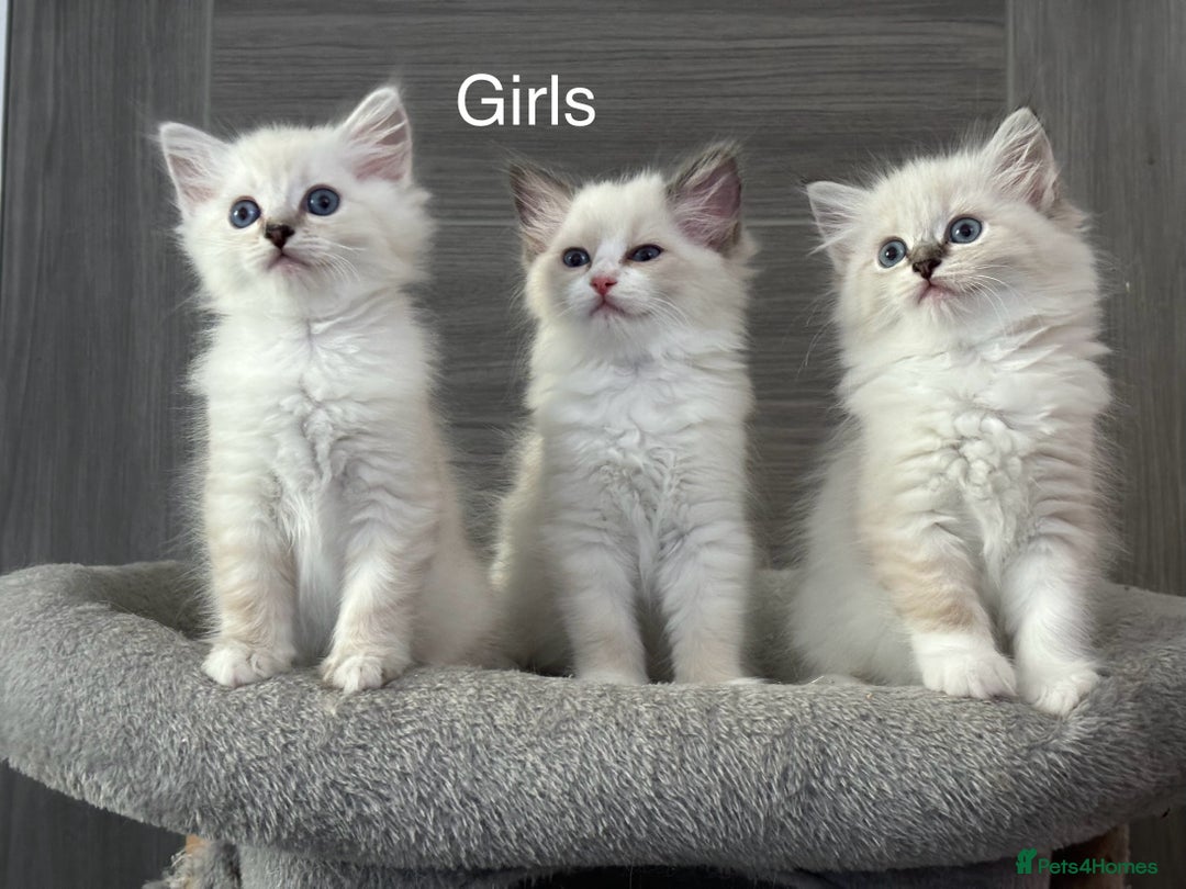 Ragdoll cats for sale: Attention🎈Rare Kitten  - Image 26