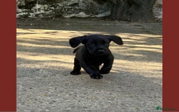 Cockerdor dogs for sale: Stunning cockerdor pups - Image 1