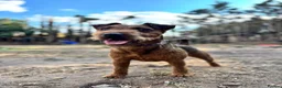 Lakeland Terrier dogs for stud: Red Lakeland for stud  - Advert 2