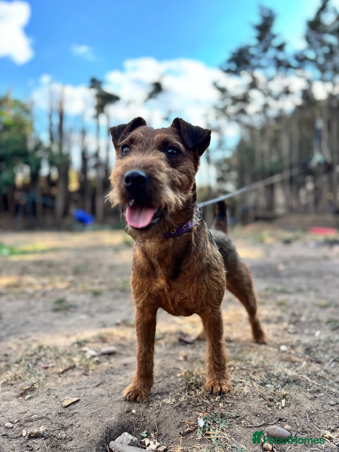Lakeland Terrier dogs for stud: Red Lakeland for stud  - Advert 2