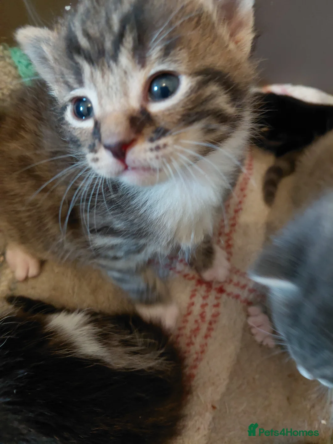 Mixed Breed cats for sale: Beautiful kittens for sale  - Advert 27