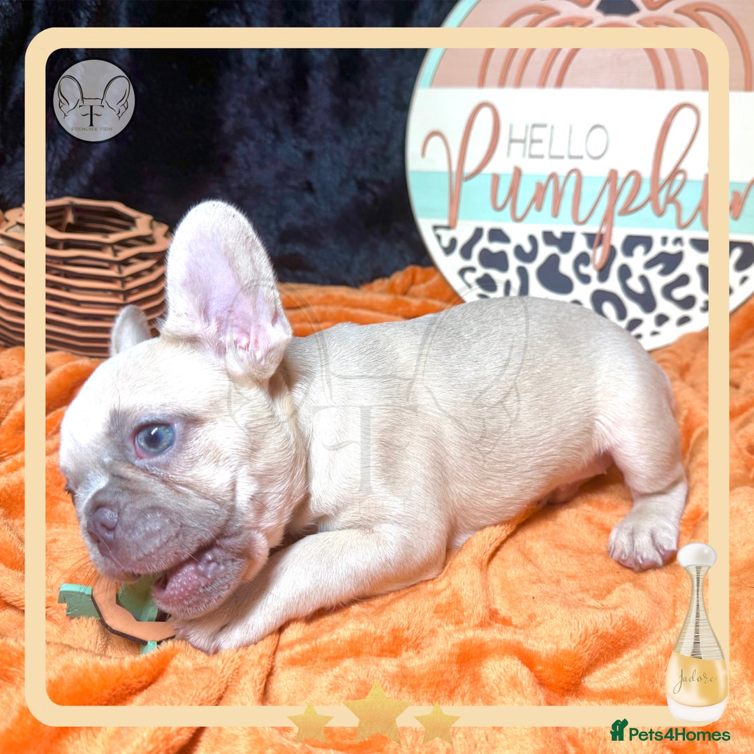 French Bulldog dogs for sale: Hello Pumpkin KC Frenchie Bulldogs A* Ready Soon! - Image 13