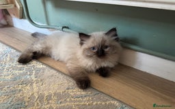 Ragdoll cats for sale: Beautiful seal point male - Image 8