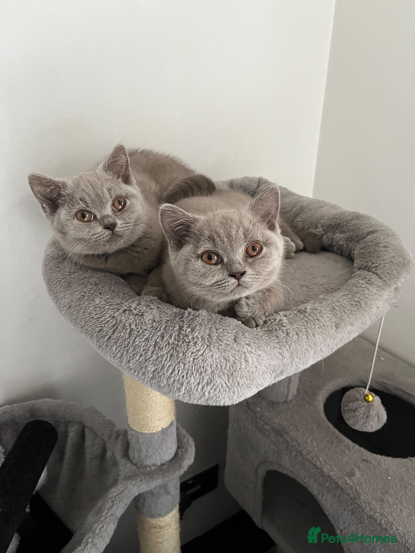 British Shorthair cats 3 BRITISH SHORTHAIR KITTENS READY TO LEAVE  - Advert 1