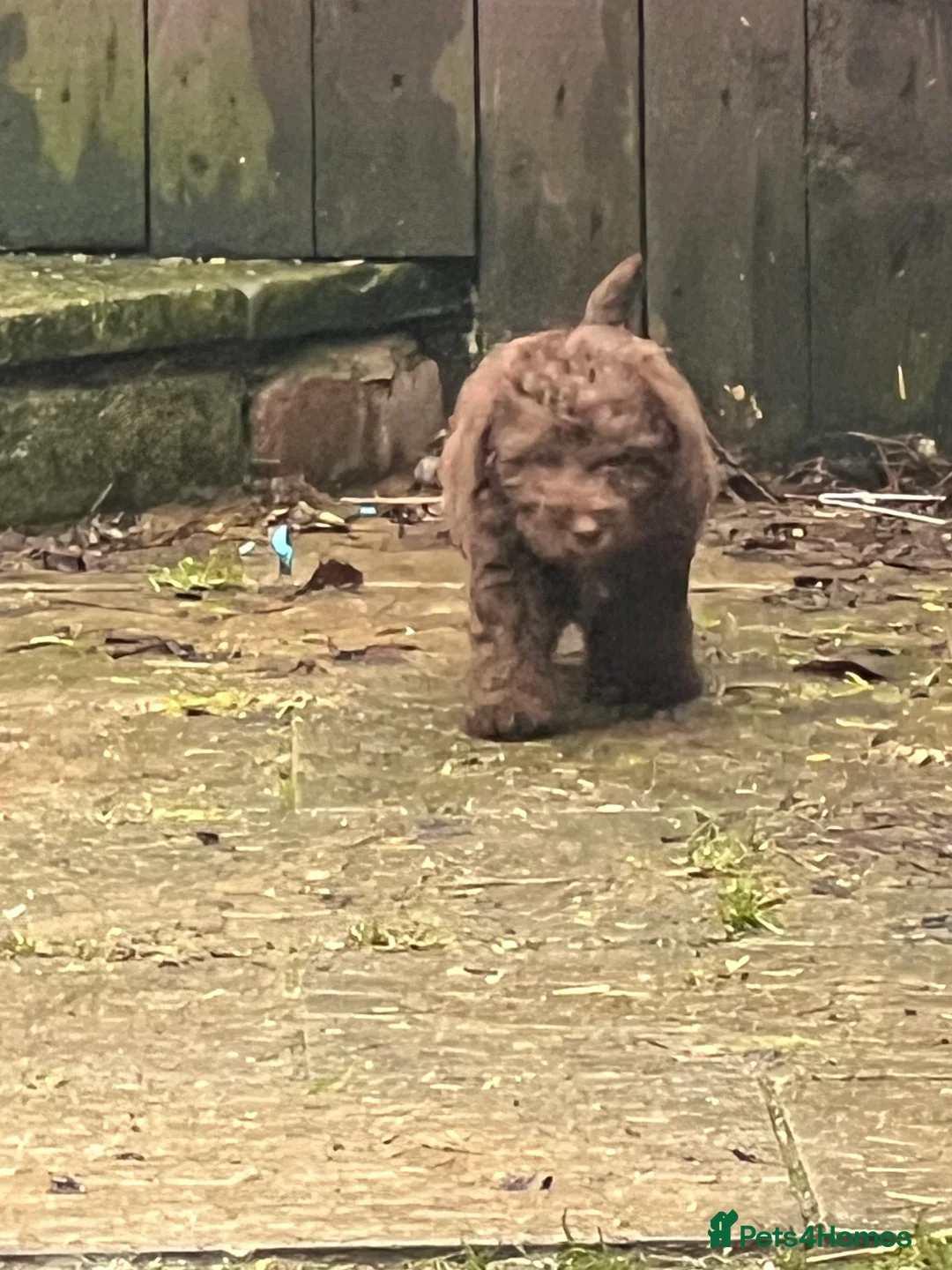 Bedlington Terrier dogs for sale: Bedlington terrier puppies ☺️ - Advert 10