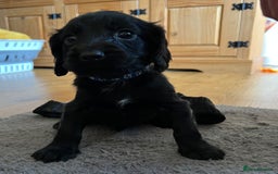 Cocker Spaniel dogs for sale: Working Cocker Spaniel Pups - Image 2