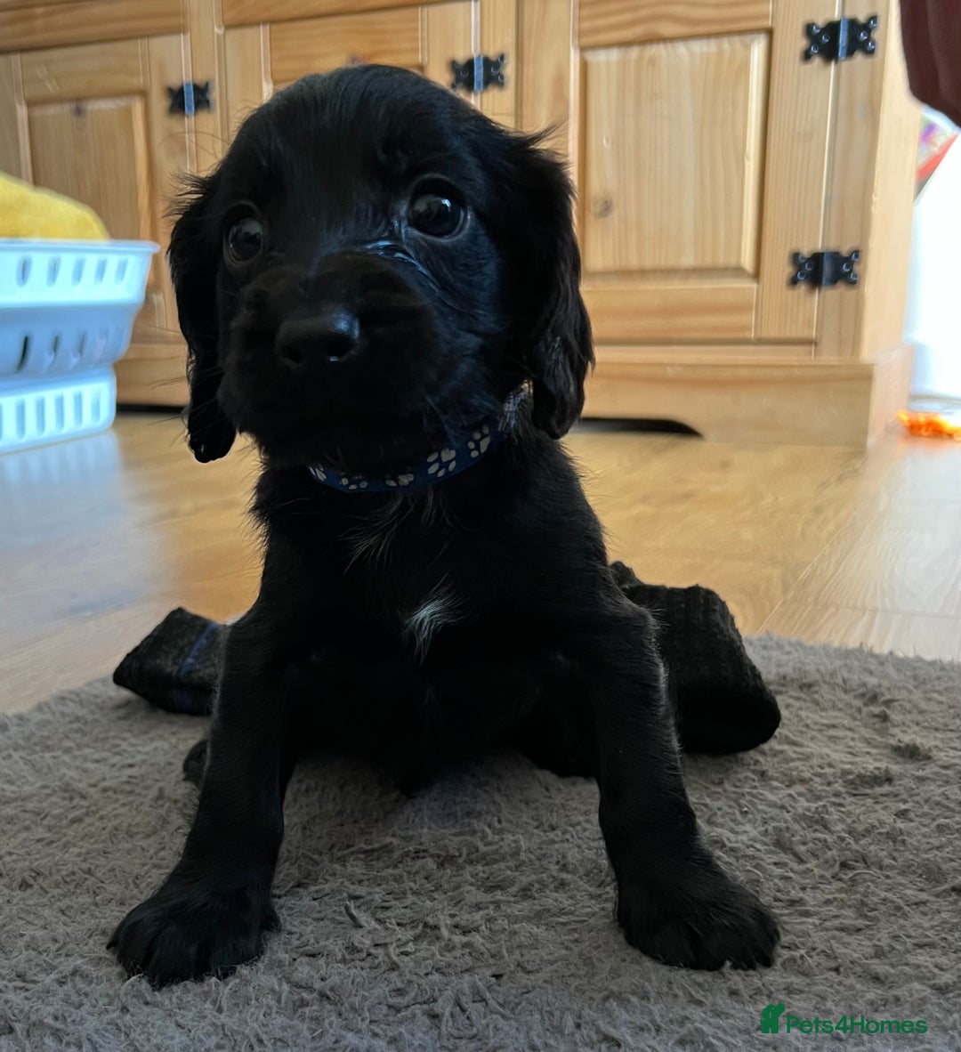 Cocker Spaniel dogs for sale: Working Cocker Spaniel Pups - Image 2