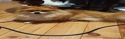 Pomeranian dogs for sale: Male Pomeranian 2 Years Old - Advert 14