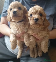 Cavapoo dogs - Advert 1