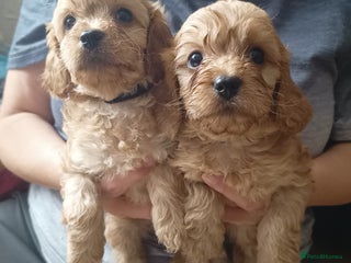 Cavapoo dogs - Advert 14