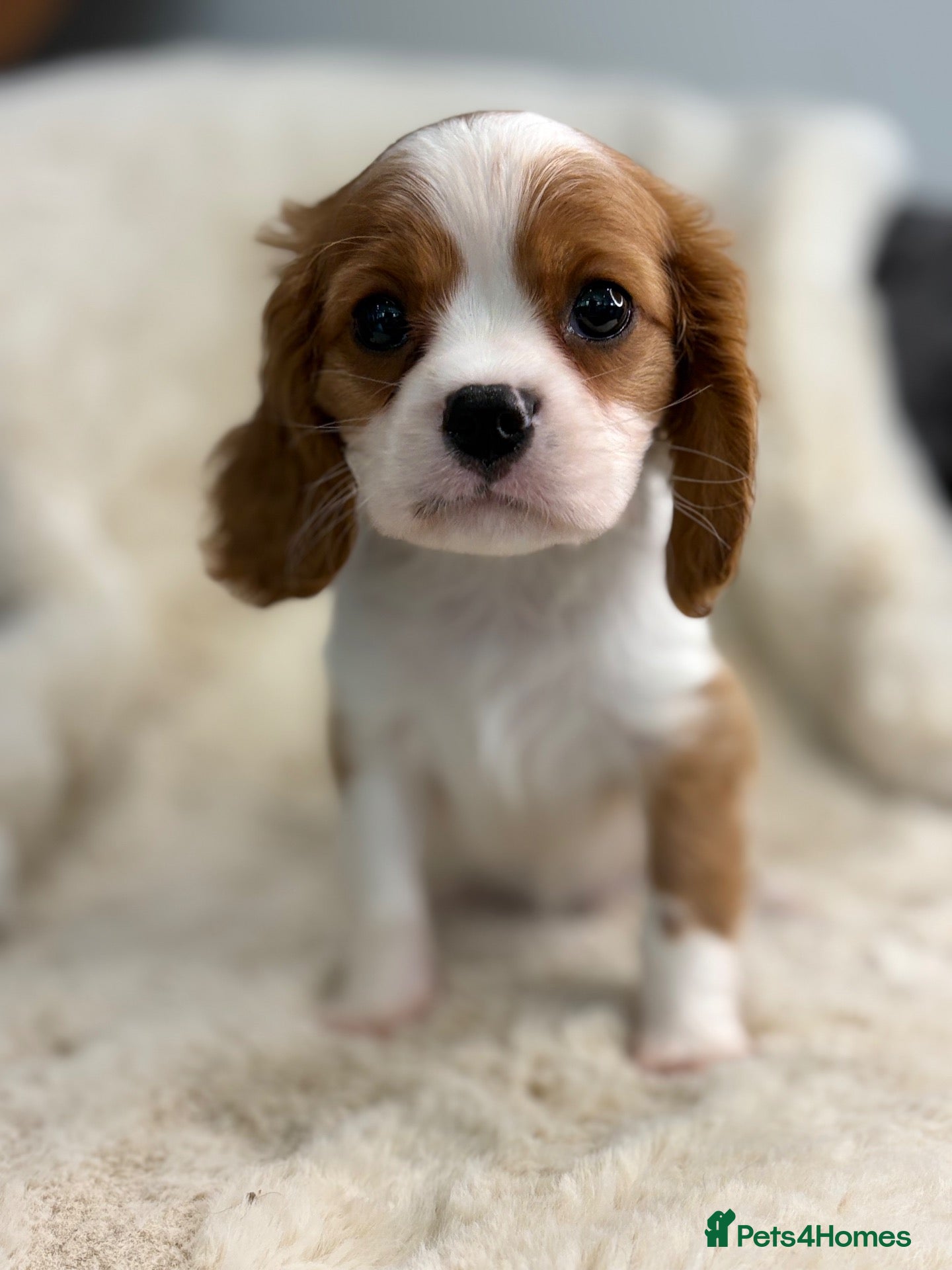 Cavalier King Charles Spaniel dogs Beautiful cavalier King Charles puppies  - Advert 1
