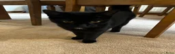 Mixed Breed cats for sale: 9 month old female kitten for sale! in Holmfirth - Advert 5