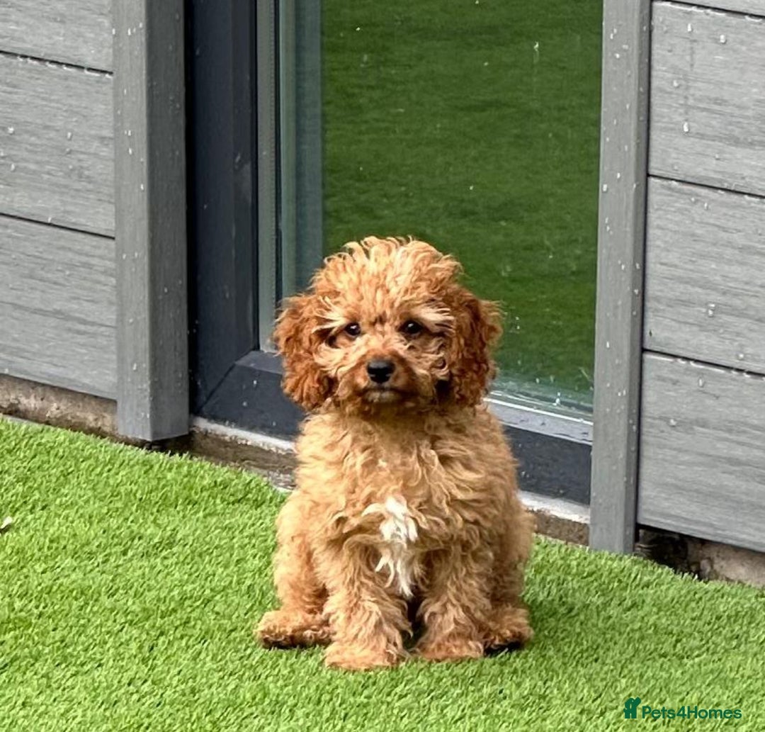 Cavapoo dogs for sale: Top Class Extensively tested Toy Cavapoo pups - Advert 5