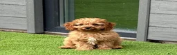 Cavapoo dogs for sale: Top Class Extensively tested Toy Cavapoo pups - Advert 6