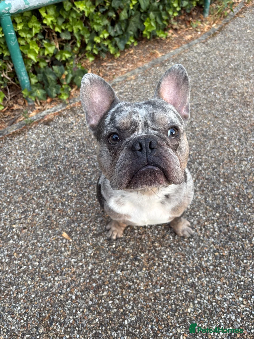 French Bulldog dogs for sale: Needs a new home asap  in Coulsdon - Advert 2