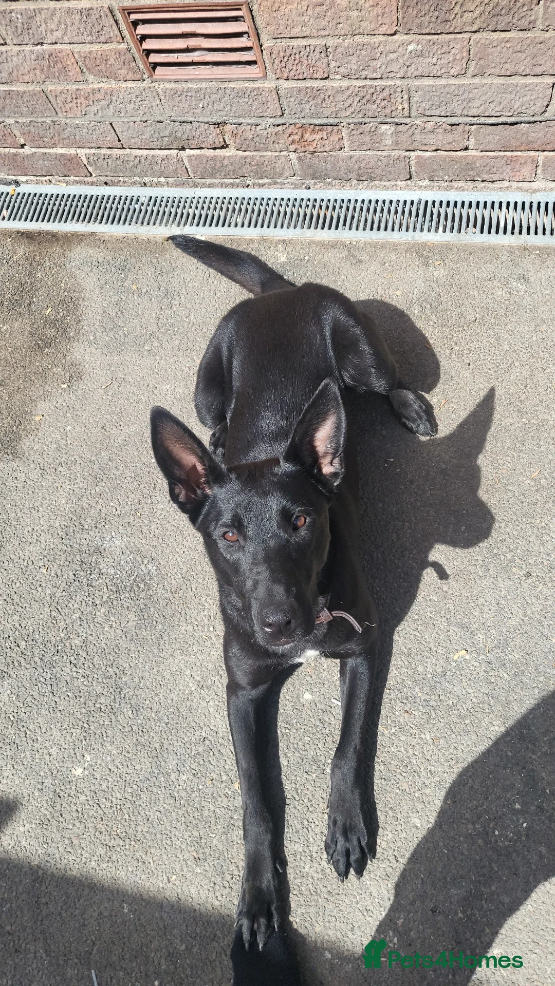 Mixed Breed dogs for sale: Malinois x dutch herder  - Image 5