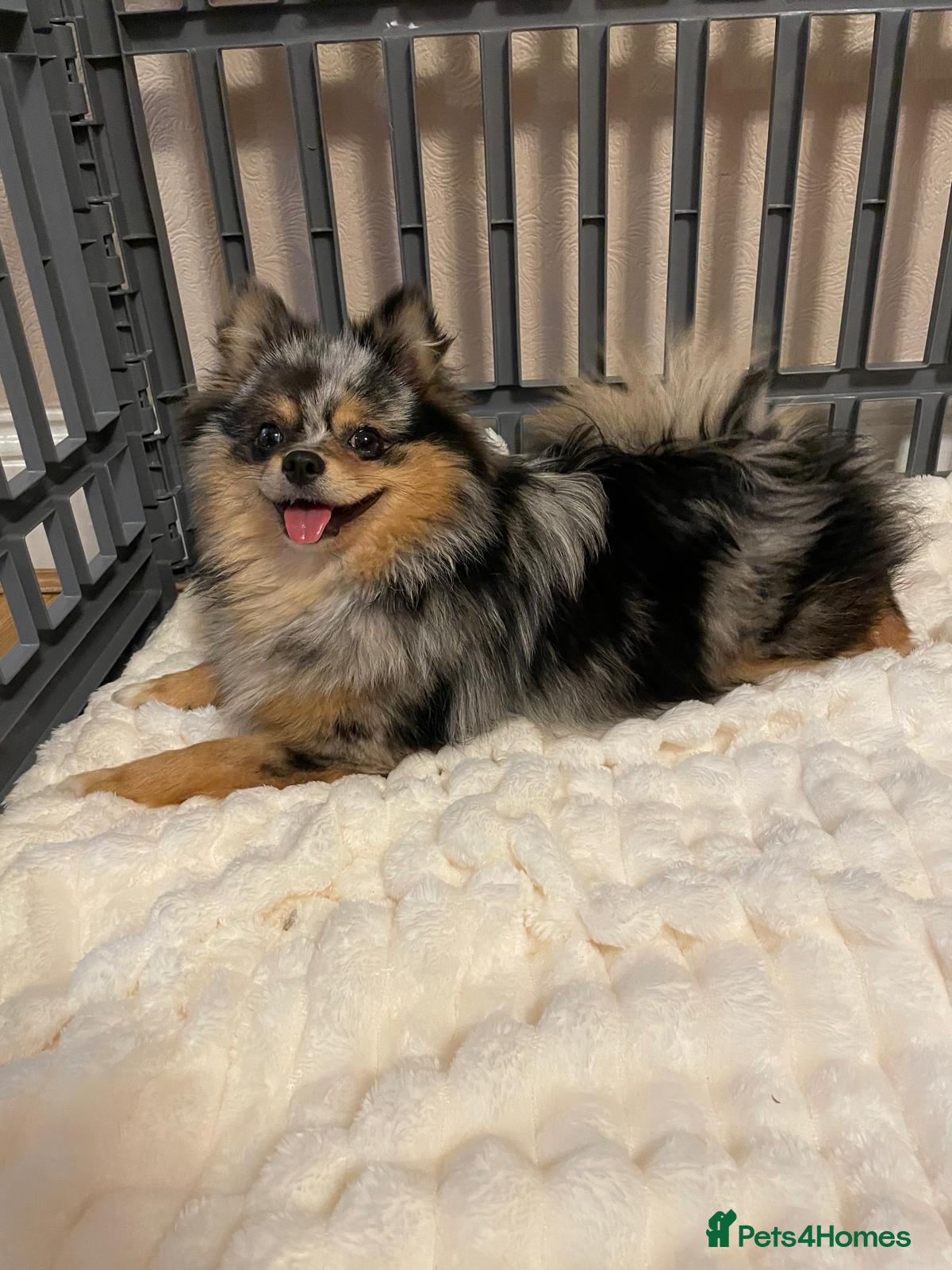 Pomchi dogs Beautiful Blue/Tan Pomeranian Merle Girl  - Advert 1