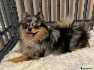 Pomchi dogs Beautiful Blue/Tan Pomeranian Merle Girl - Advert 1