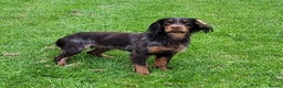 Cocker Spaniel dogs for stud: Health Tested liver roan and tan  working cocker   in Malton - Advert 6