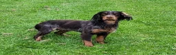 Cocker Spaniel dogs for stud: Health Tested liver roan and tan  working cocker   in Malton - Advert 8