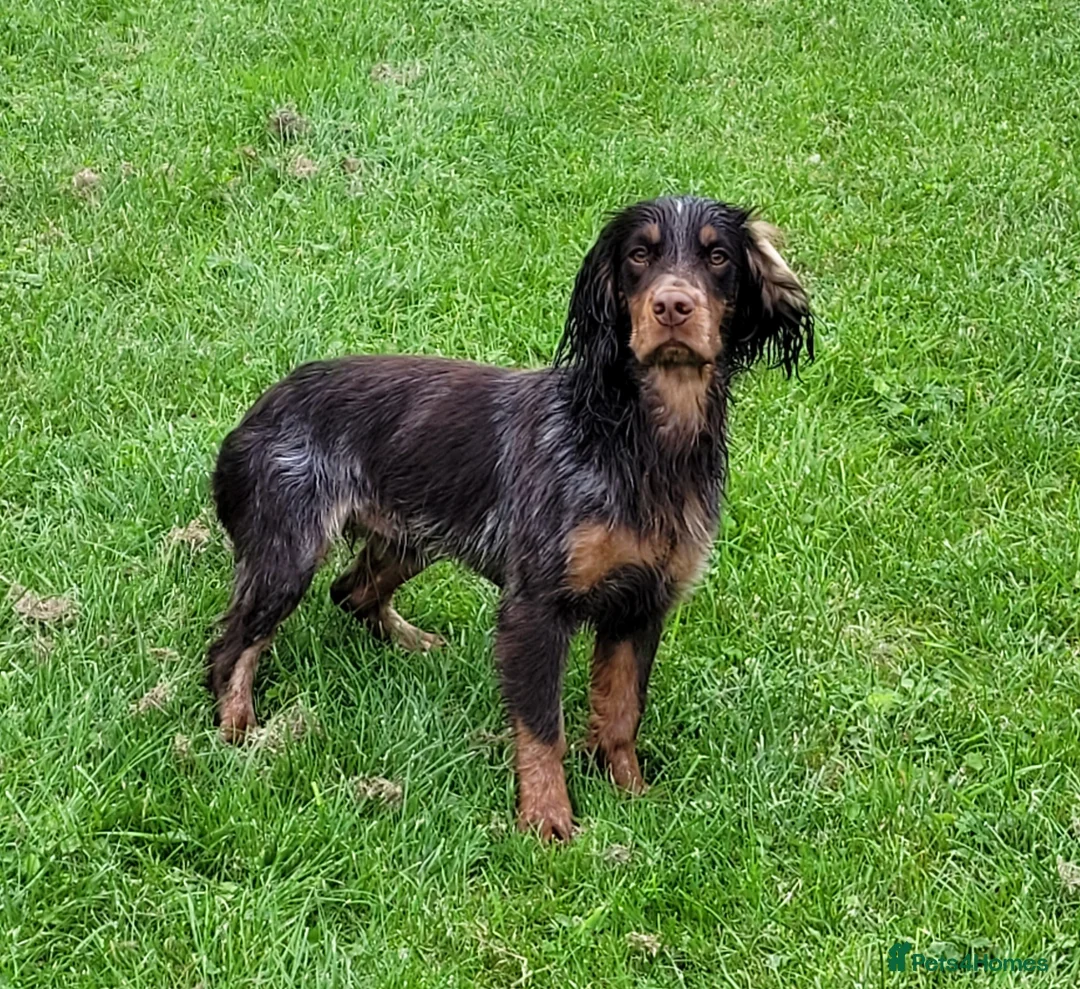 Cocker Spaniel dogs for stud: Health Tested liver roan and tan  working cocker   in Malton - Advert 8