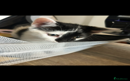 British Longhair cats for sale: Adorable male kitten still looking for a home - Image 9