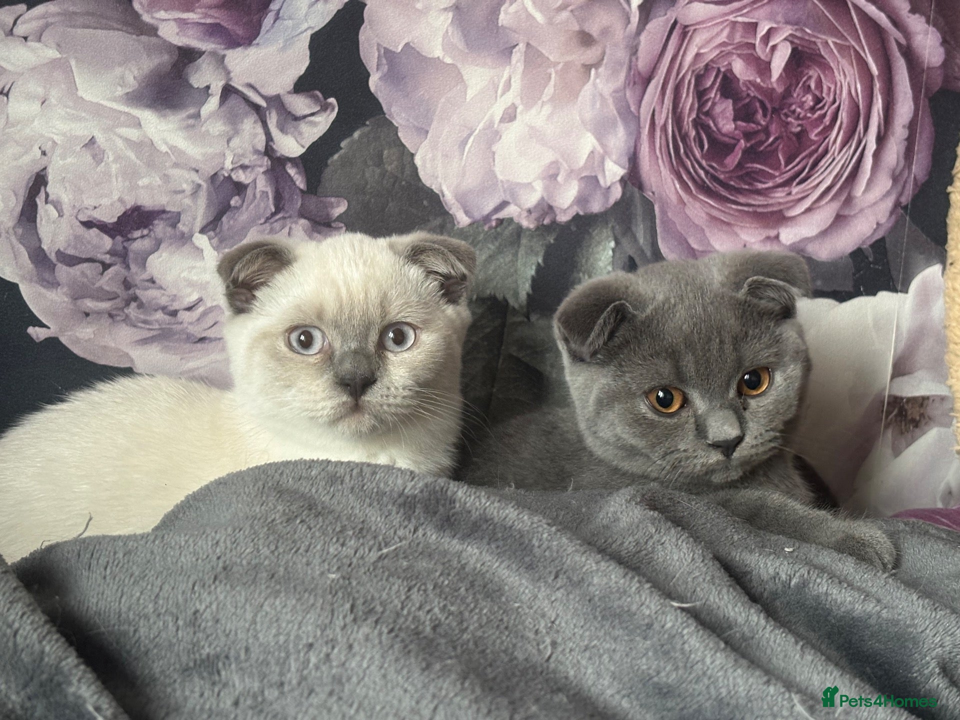 Scottish Fold cats Scottish fold and straight kittens - Advert 5