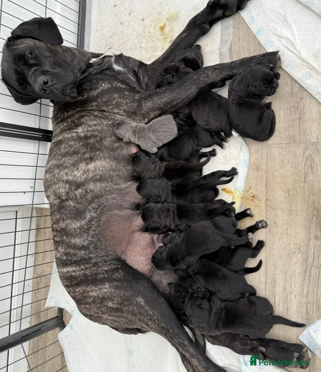 Cane Corso dogs Gentle Giants with Guardian Hearts-Cane Corso Pups in London - Advert 3