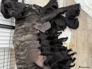 Cane Corso dogs Gentle Giants with Guardian Hearts-Cane Corso Pups in London - Advert 3