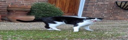 Mixed Breed cats for sale: 18 Month Old Neutered Black & White Boy - Advert 4