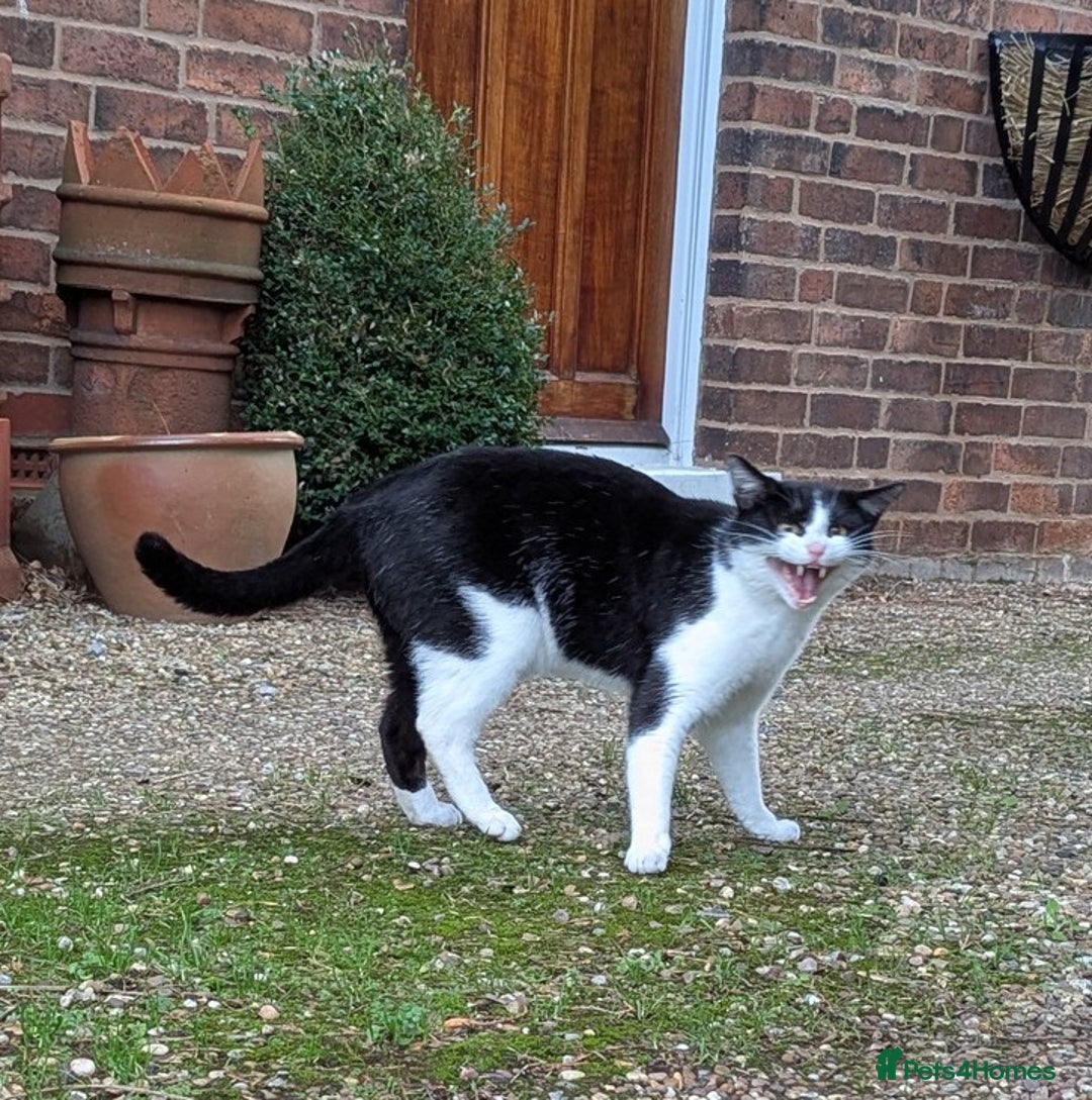 Mixed Breed cats for sale: 18 Month Old Neutered Black & White Boy - Advert 4