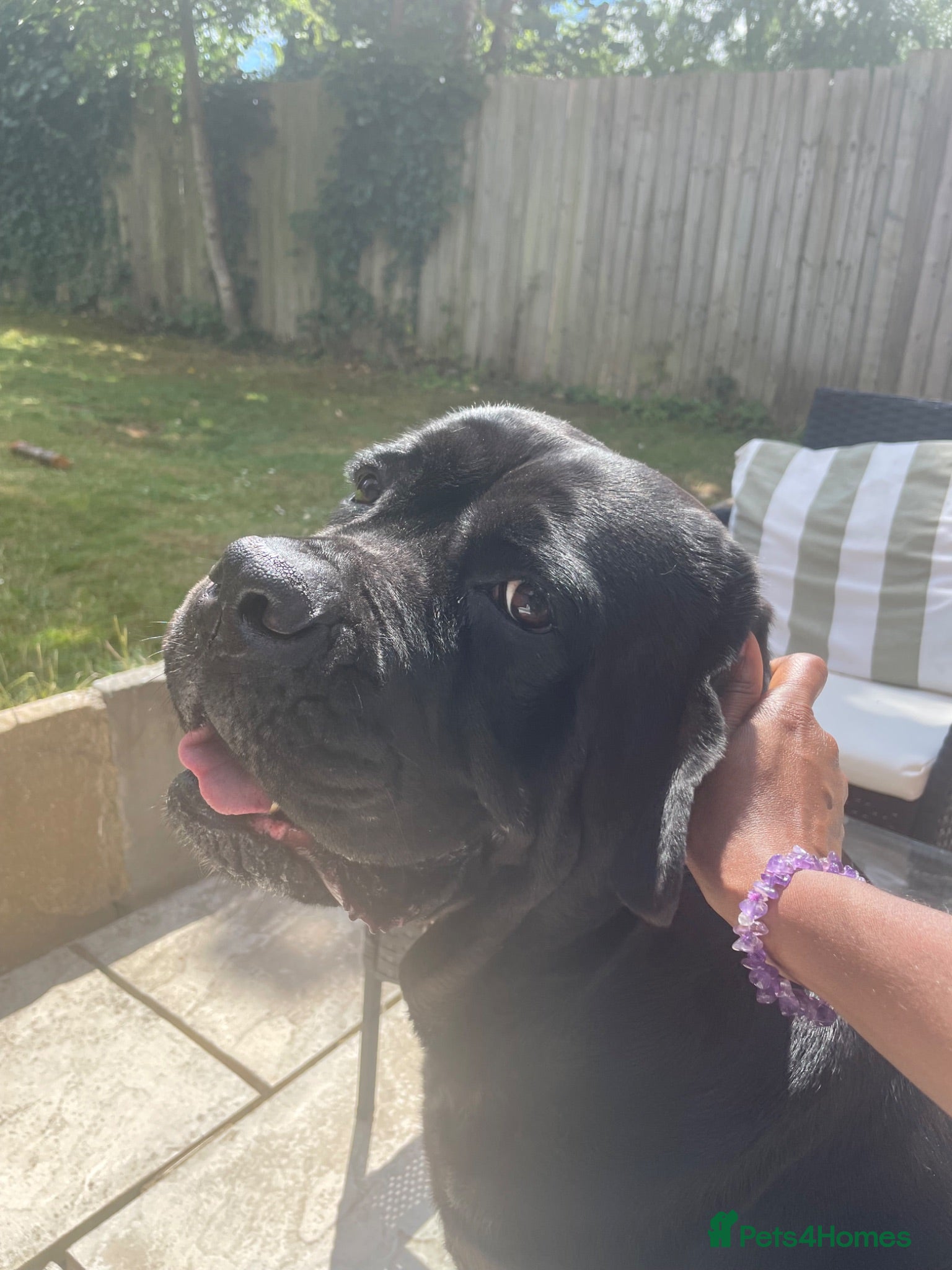 Cane Corso dogs Beautiful Cane Corso 6 years old - Advert 14