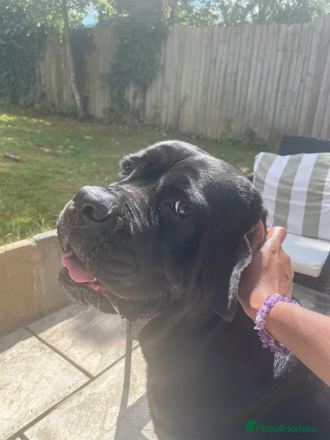 Cane Corso dogs for sale: Beautiful Cane Corso 6 years old in Luton - Advert 1