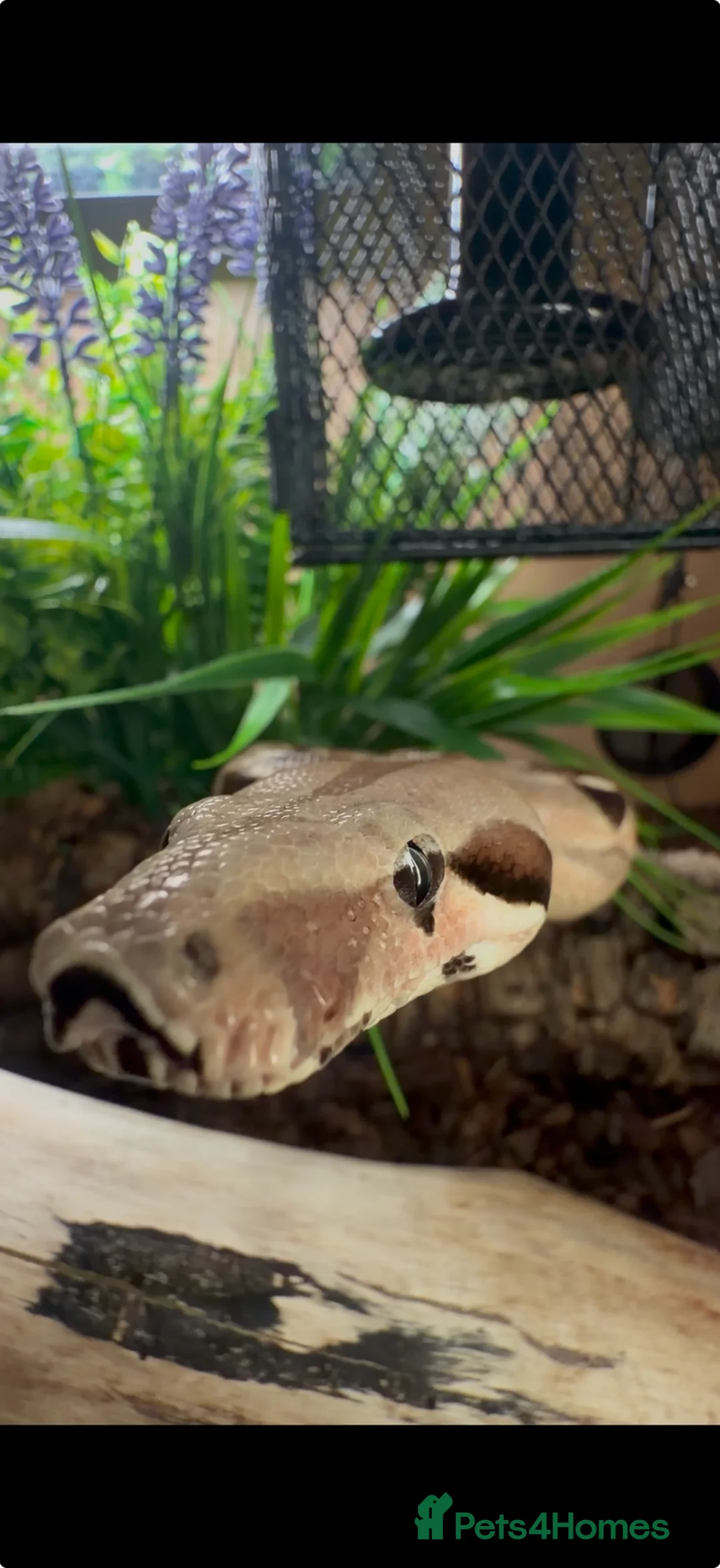 Boa Snake reptiles for sale: Female bci Boa and Viv - Advert 2