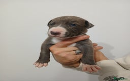 Lurcher dogs for sale: Bull Greyhound - Image 12