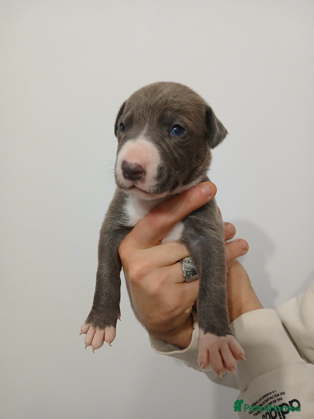 Lurcher dogs for sale: Bull Greyhound - Image 12