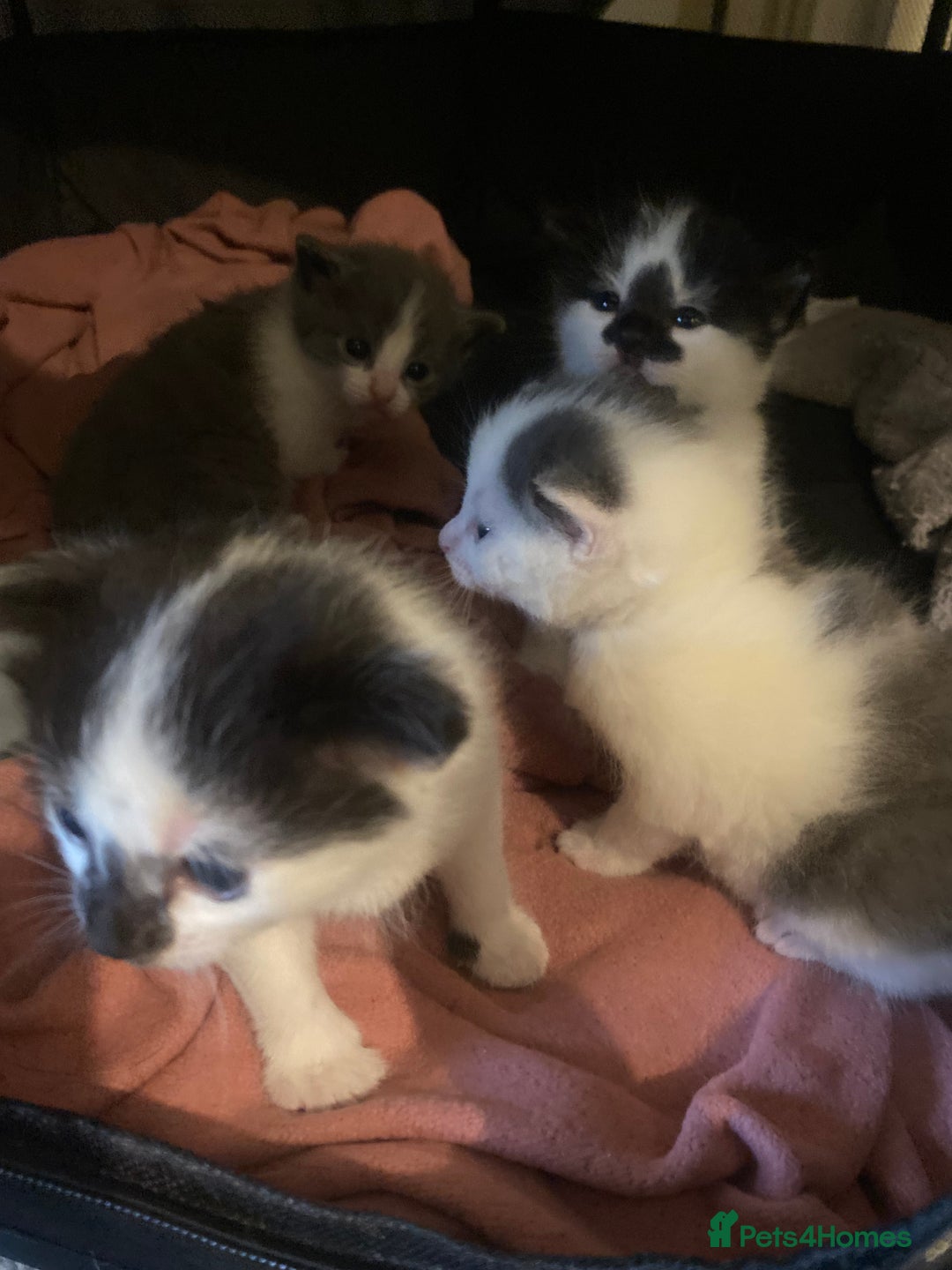 Mixed Breed cats for sale: Beautiful fluffy kittens - Advert 2
