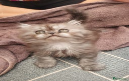 Persian cats for sale: Pure long hair Persian boys and girls  - Image 4