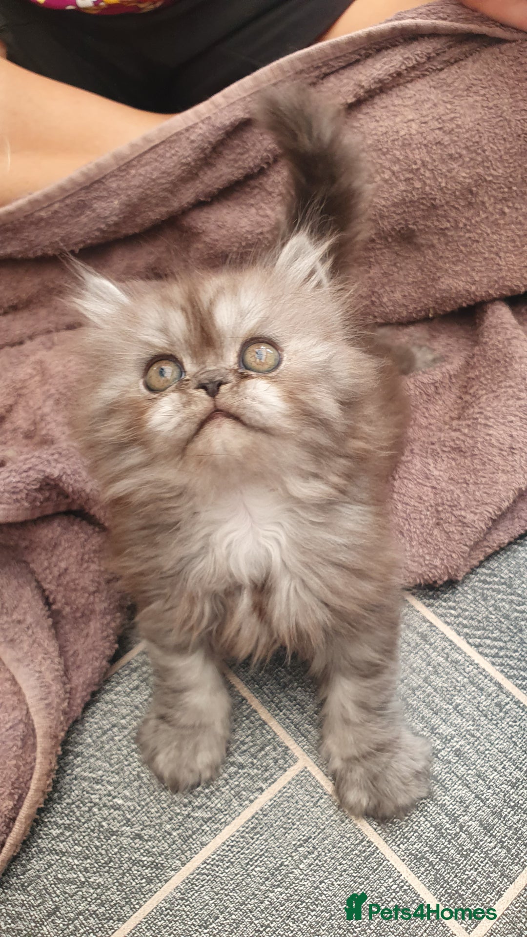 Persian cats for sale: Pure long hair Persian boys and girls  - Image 4