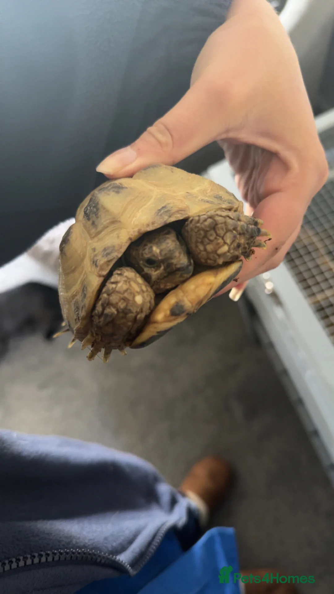 Tortoise reptiles for sale: Horsefield tortoise  in Rotherham - Advert 4