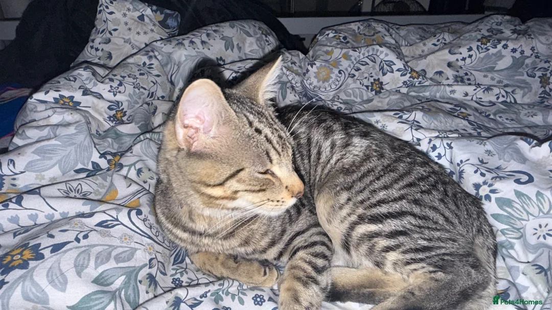 Maine Coon cats for sale: Maine coon/tabby cat for sale in London - Advert 2