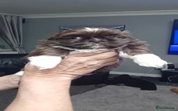 Shih Tzu dogs for sale: Shihtzu minature puppies stunning - Image 4