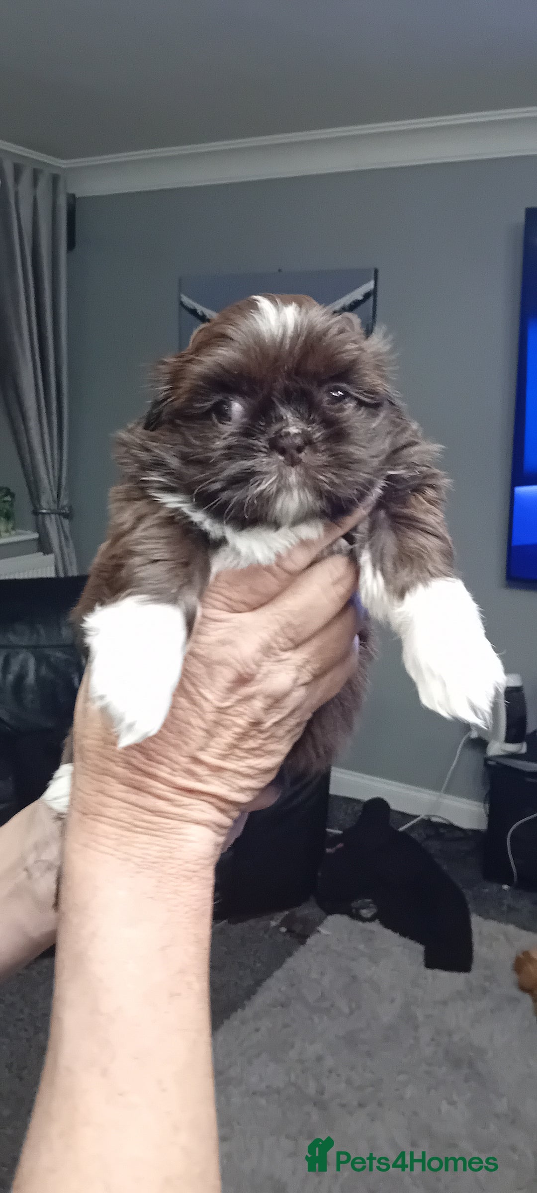 Shih Tzu dogs for sale: Shihtzu minature puppies stunning - Image 4