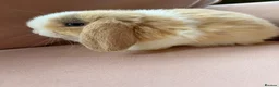 Mini Lop rabbits for sale: Pure mini lop bunnies reared indoors  - Advert 8